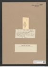 Navicula subrhomboidea Castrac. (de-Toni-Nr.: Genus 1, Species 719) Zeichnungen Sammlung Grunow Nr. 1288 (NHMW-BOT-W0367949)